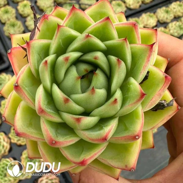 Echeveria Yo yo - Image 1
