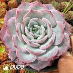 Echeveria Tiffany Blue