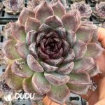 Echeveria Black plum