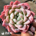 Echeveria Rouge Snow