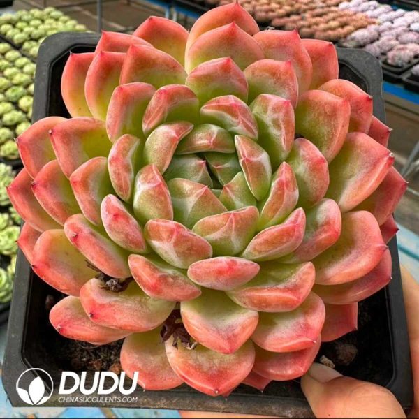 e201-926.jpg Echeveria Qixi Queen - Image 1