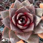Echeveria Purple Light Palace