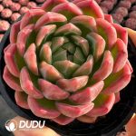 Echeveria Carat Lover