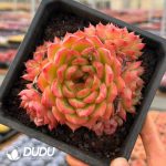 Echeveria Green Orange Clustering