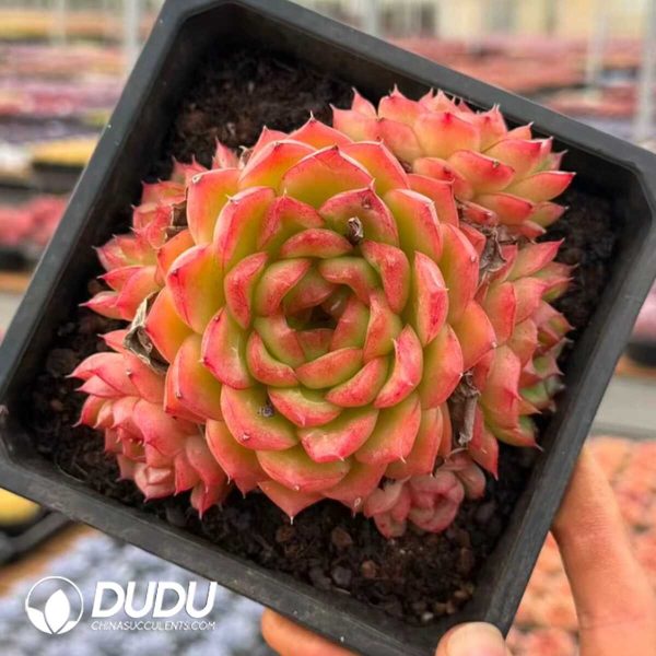 Echeveria Green Orange Clustering - Image 1