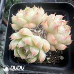 Echeveria Malgan Clustering