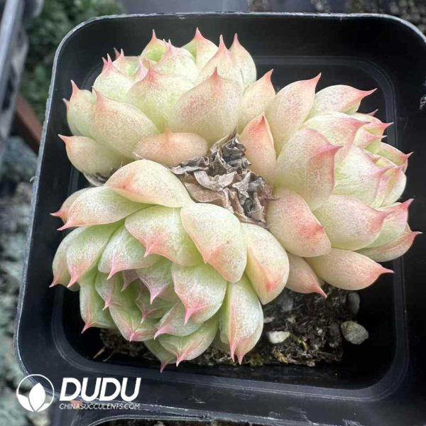 Echeveria Malgan Clustering - Image 1