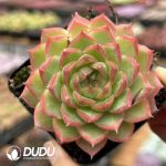 Echeveria Starry Night