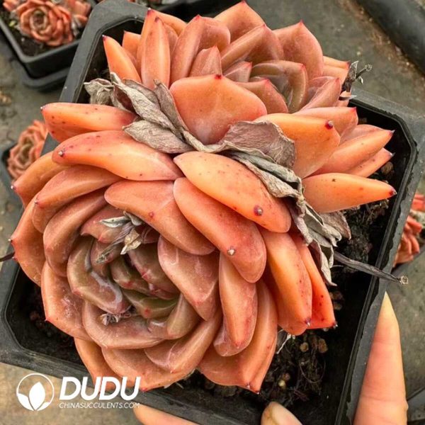 e201-931.jpg Echeveria Legendary Double Heads - Image 1