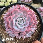 Echeveria Fairy Purple Clustering