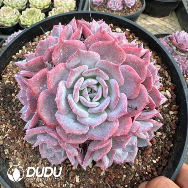 Echeveria Fairy Purple Clustering - Image 1
