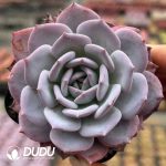 Echeveria Fairy Purple