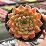 Echeveria Perfume Lily