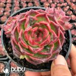 Echeveria Mocha Branches Edition