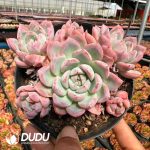 Echeveria White Snake Clustering