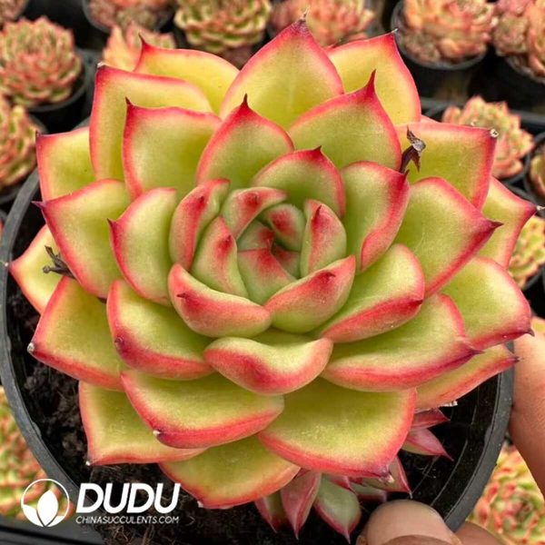 e201-938.jpg Echeveria Rice Fragrance - Image 1