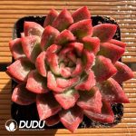 Echeveria Xifeng