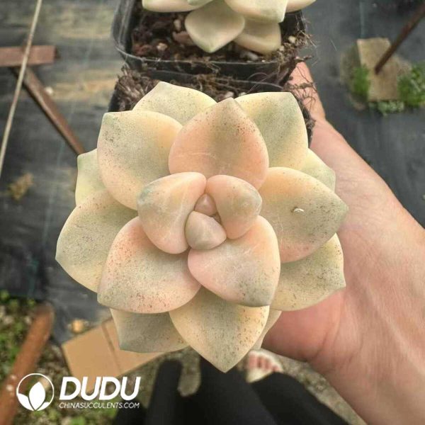 Pachyphytum Apricot Beauty - Image 1