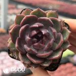 Echeveria Blueberry