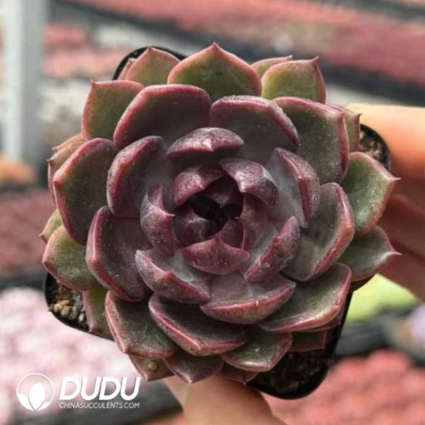 e201-940.jpg Echeveria Blueberry - Image 1