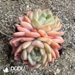 Echeveria Cleopatra Double Heads