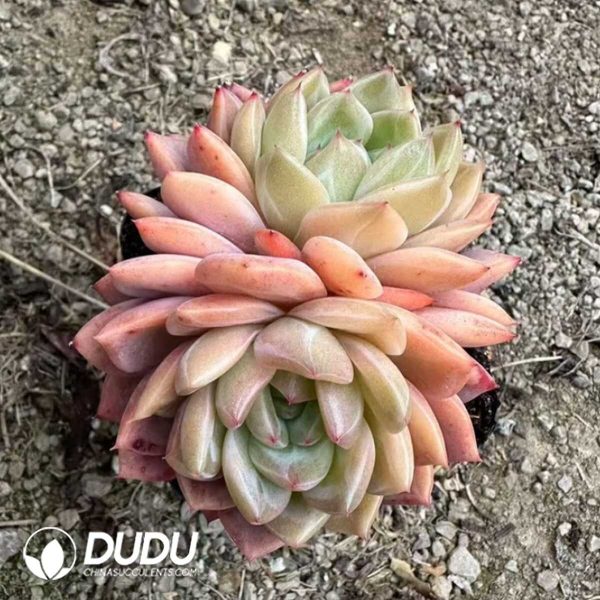 Echeveria Cleopatra Double Heads - Image 1