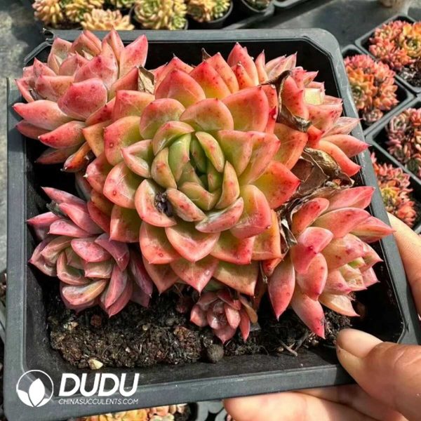 Echeveria Monet's Garden Cluster - Image 1