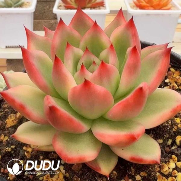 Echeveria Morgan Variegated - Image 1