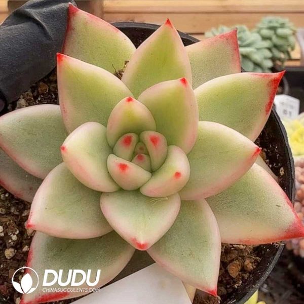 Echeveria Sakura Maria Variegated - Image 1