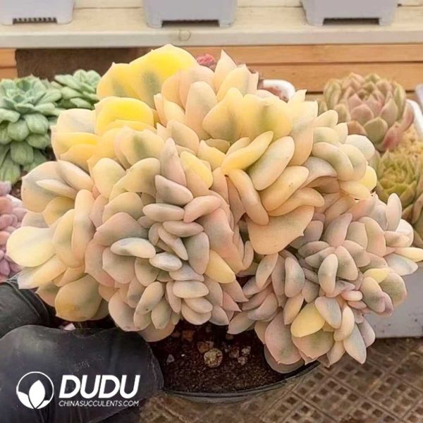 e201-946.jpg Echeveria Exotic Variegated Cristara - Image 1