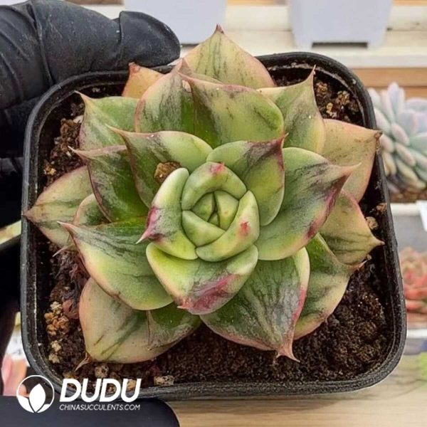 e201-948.jpg Echeveria Leopa De Variegated - Image 1