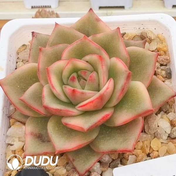 e201-949.jpg Echeveria Jade Rose Variegated - Image 1