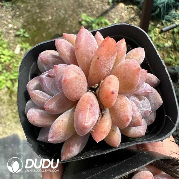 Echeveria Monroe Double Head - Image 1