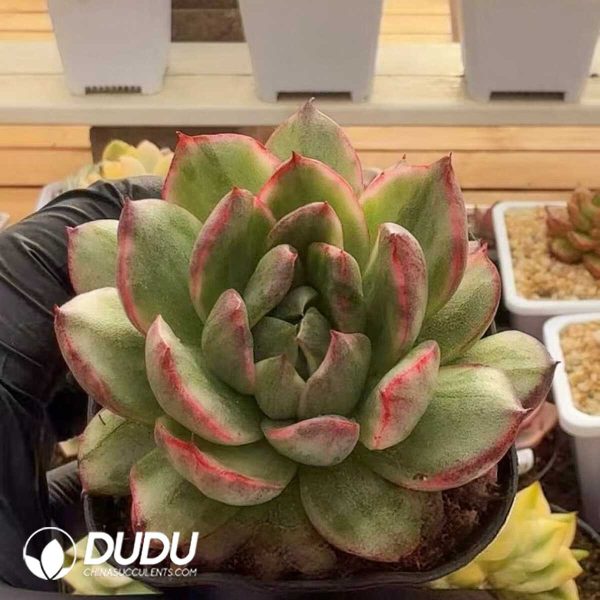 Echeveria Tucker Pamela Variegated - Image 1