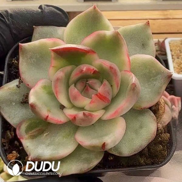 e201-951.jpg Echeveria Black Rose Pomegranate Variegated - Image 1