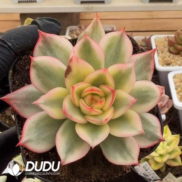 Echeveria 0915-25 Unknown Variegated - Image 1