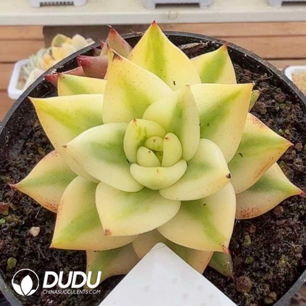 Echeveria Mexican Maria Variegated - Image 1