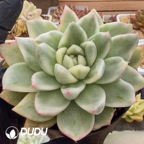 Echeveria Happiness Vairegated - Image 1