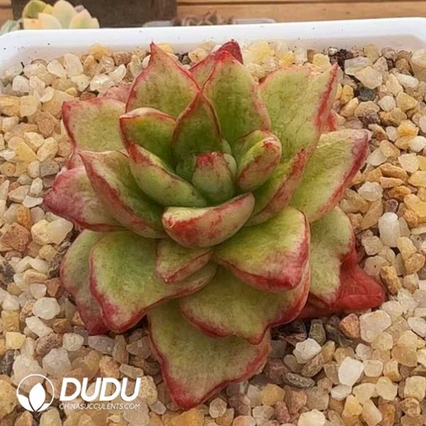 Echeveria God's Gift - Image 1