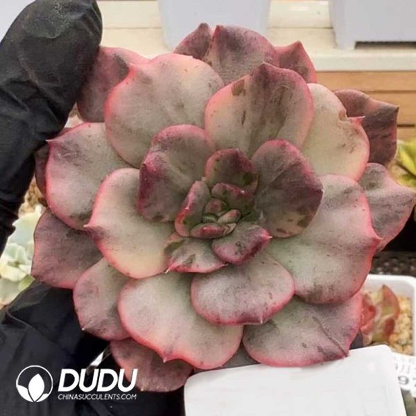 Echeveria Black Prince Variegated - Image 1