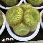 Notocactus graessneri Custering