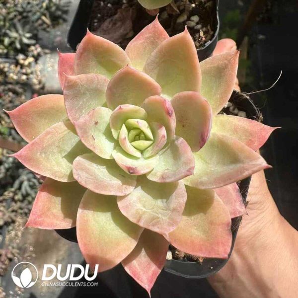 Echeveria Silk Veil - Image 1