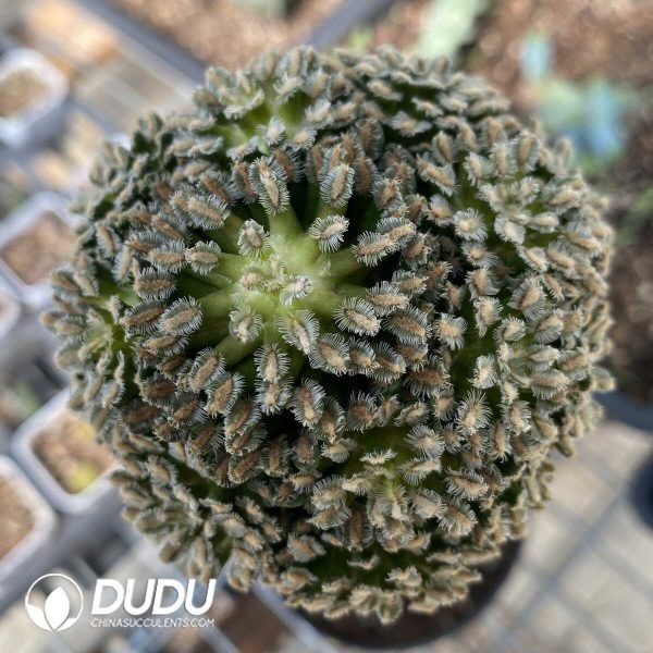 Cactus Mammillaria bertholdii (Grafted) - Image 1