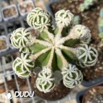 Cactus-Aztekium hintonii(Grafted)