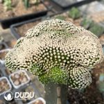 Mammillaria luethyi (grafted)