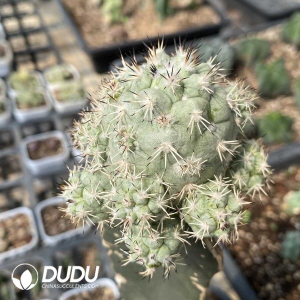 e201-963.jpg (Grafted)Ortegocactus macdougallii - Image 1