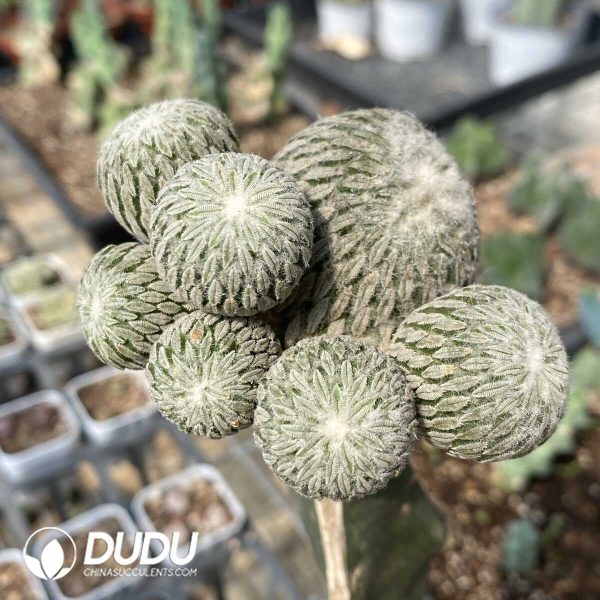 e201-964.jpg (Grafted)Pelecyphora Aselliformis - Image 1