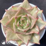 Echeveria Little Star Variegated