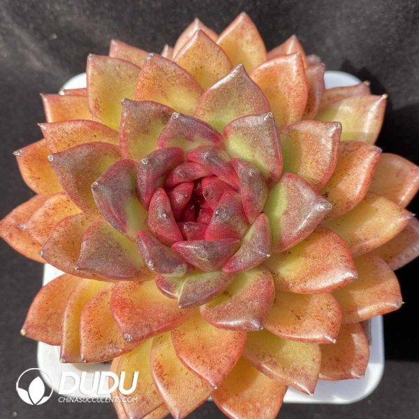 Echeveria Xuanfeng - Image 1