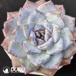 Echeveria Ocean Star